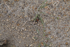 Camponotus consobrinus