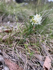 Stackhousia monogyna