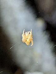 Eriophora edax