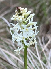 Stackhousia monogyna