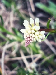 Stackhousia monogyna