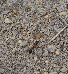 Camponotus consobrinus