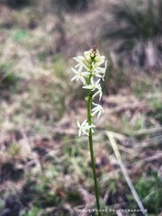 Stackhousia monogyna