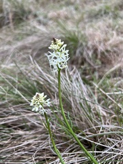 Stackhousia monogyna