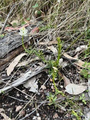 Stackhousia monogyna