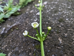 Echinodorus cordifolius