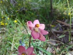 Thelymitra carnea