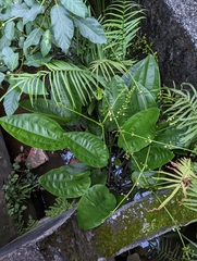 Echinodorus cordifolius