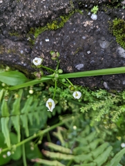 Echinodorus cordifolius