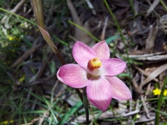 Thelymitra carnea