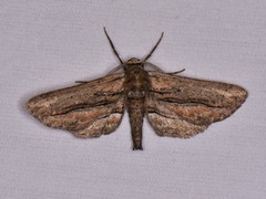 Holochroa dissociarius