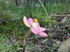 Thelymitra carnea