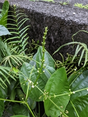 Echinodorus cordifolius