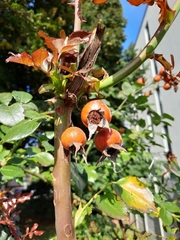 Rosa canina