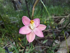 Thelymitra carnea