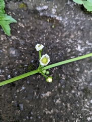 Echinodorus cordifolius