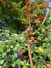 Rosa canina