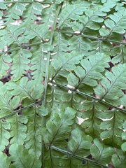Dryopteris glabra