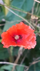 Papaver rhoeas