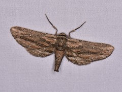 Holochroa dissociarius