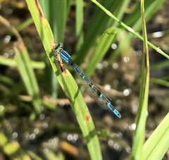Enallagma risi