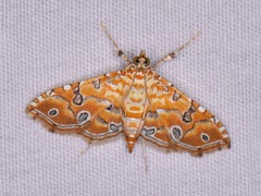 Ommatospila narcaeusalis
