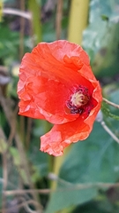 Papaver rhoeas