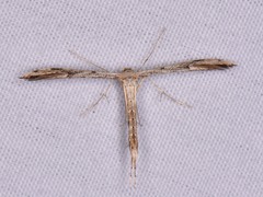 Pterophoridae