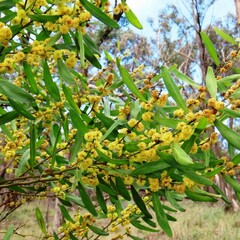 Acacia stricta