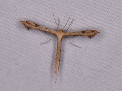 Stenoptilodes taprobanes