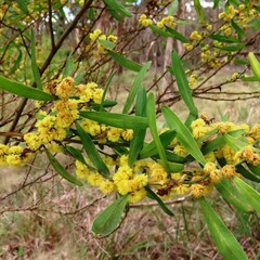 Acacia stricta