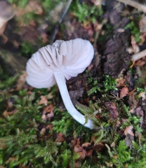 Pluteus cervinus