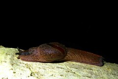 Helicarioninae