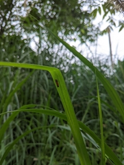 Bothrogonia addita