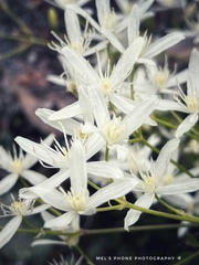 Clematis glycinoides