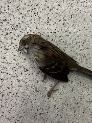 Zonotrichia albicollis