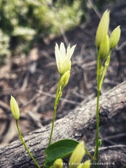 Clematis glycinoides