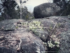 Clematis glycinoides