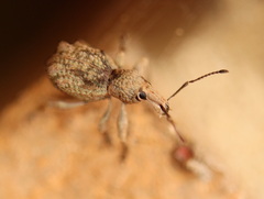 Leptopius tetraphysodes