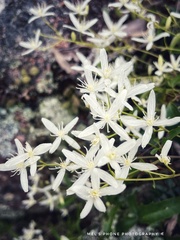 Clematis glycinoides