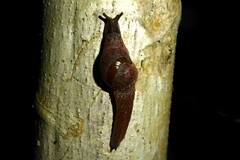 Helicarioninae