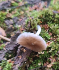 Pluteus cervinus