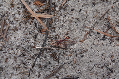 Myrmecia nigriscapa