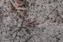 Myrmecia nigriscapa