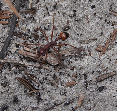 Myrmecia nigriscapa