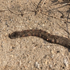 Rhabdophis tigrinus