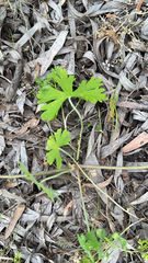 Geranium solanderi