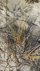 Spinifex longifolius