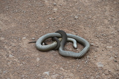 Pseudonaja textilis