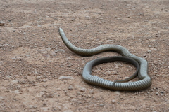 Pseudonaja textilis